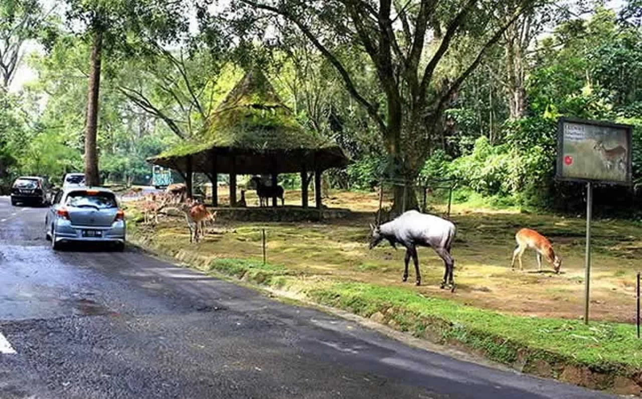 Voyage en Indonésie : top 3 des parcs animaliers à ne pas rater