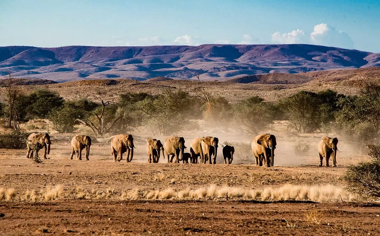 Découvrir les animaux sauvages de la Namibie et ses endroits intéressants