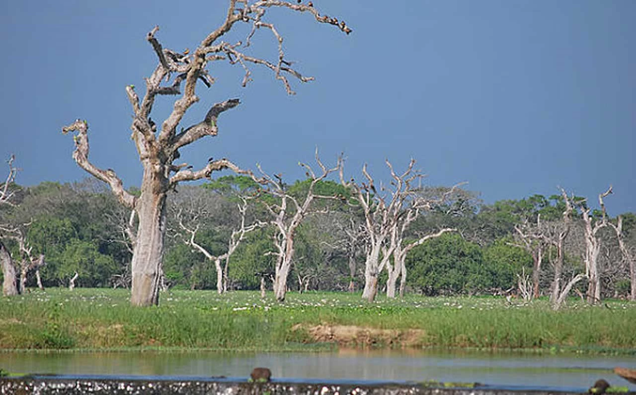 Parc Yala