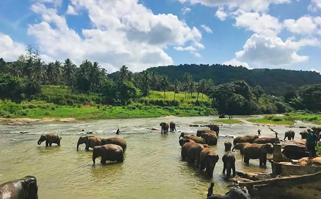 Le plaisir d’un circuit en train lors d’un voyage au Sri Lanka